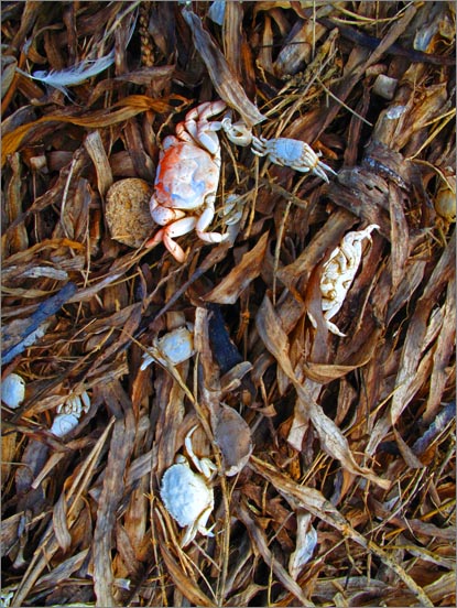 sm 797 Eel Grass.jpg - There were hundreds of small dead crabs in this dried Eel Grass (Zostera marina).